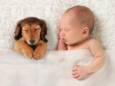 And baby makes 4! Introducing your dog to your new family member