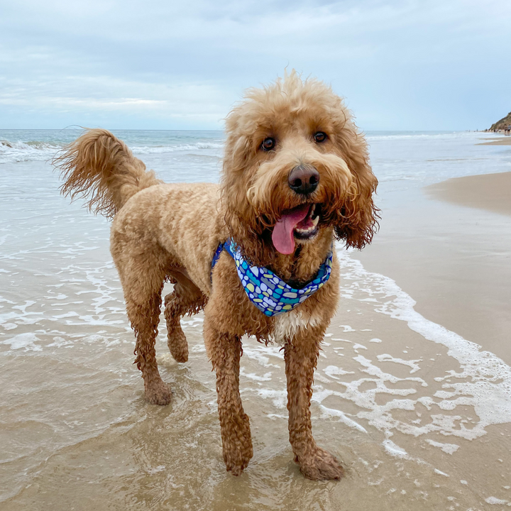 Dog Bandana - Puli Puli (Blue)