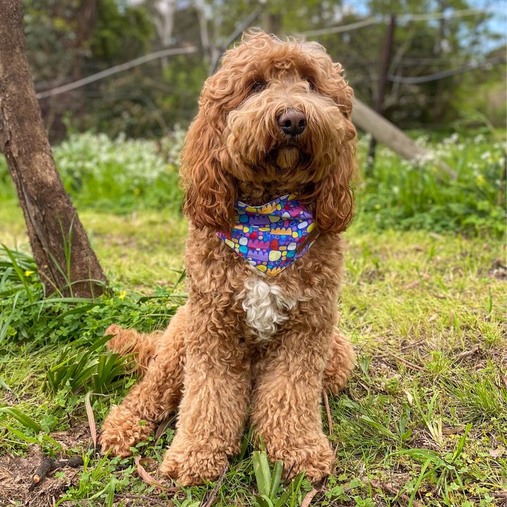Dog Bandana - Puli Puli (Colourful)