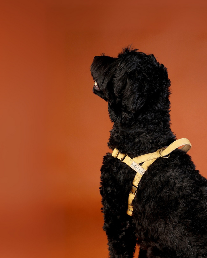 Waxed Canvas Dog Harness - Yellow