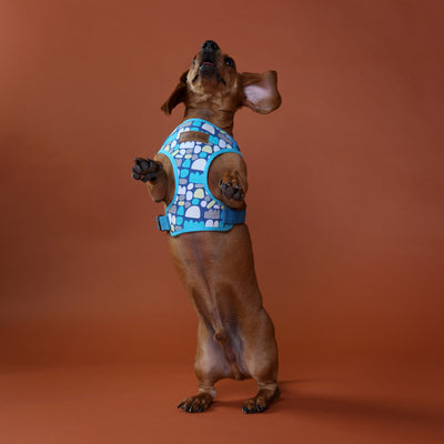 Canvas Dog Harness - Puli Puli *NEW*
