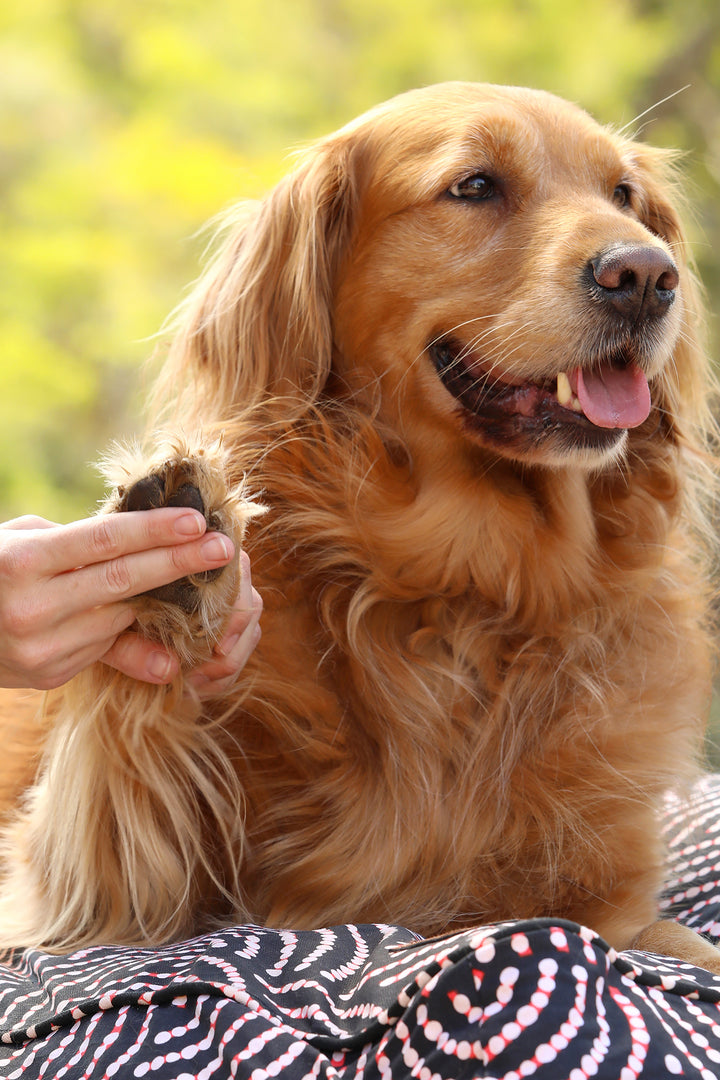 Paw & Skin Repair