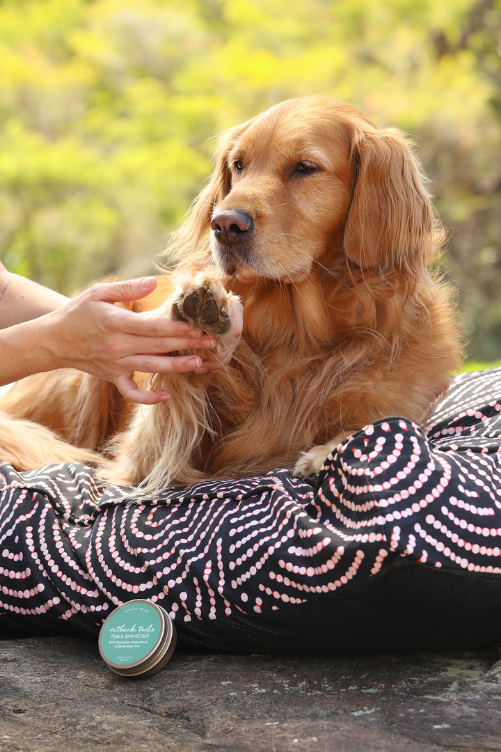 Dog Grooming Kit