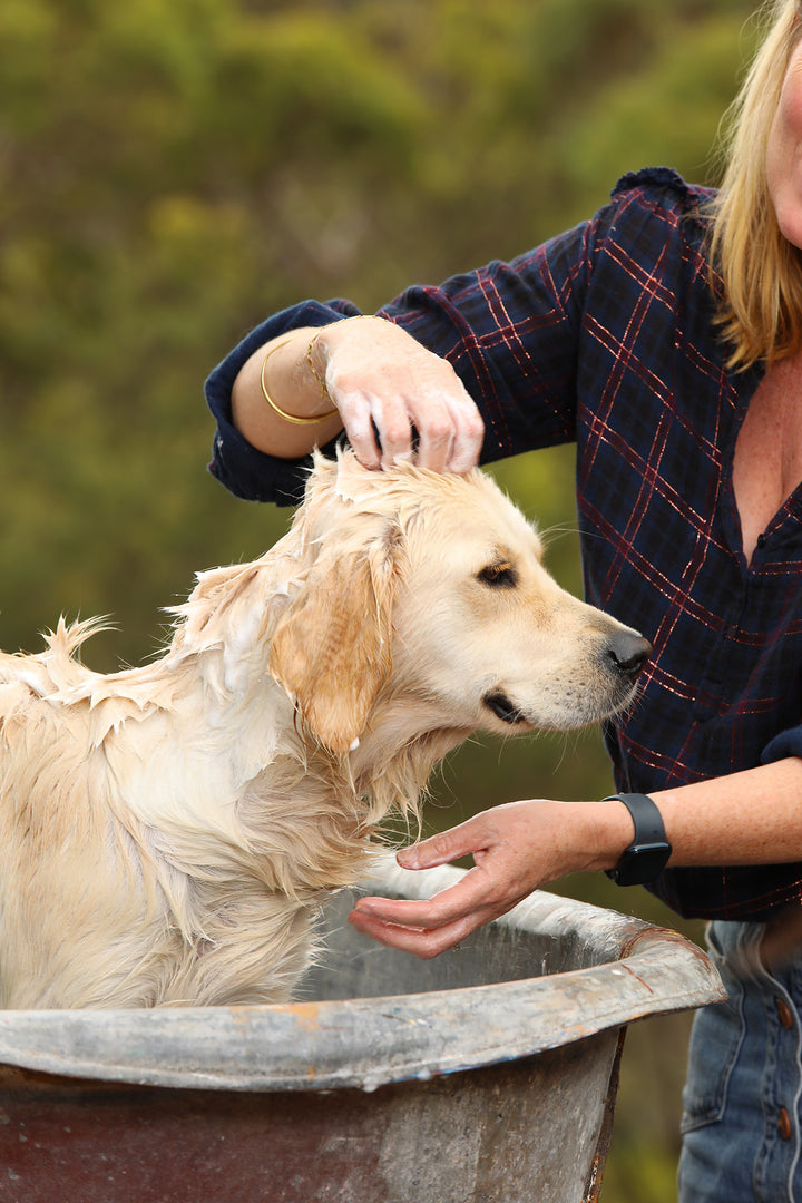 Dog Grooming Kit