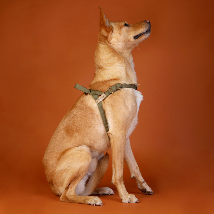 Waxed Canvas Dog Harness - Green