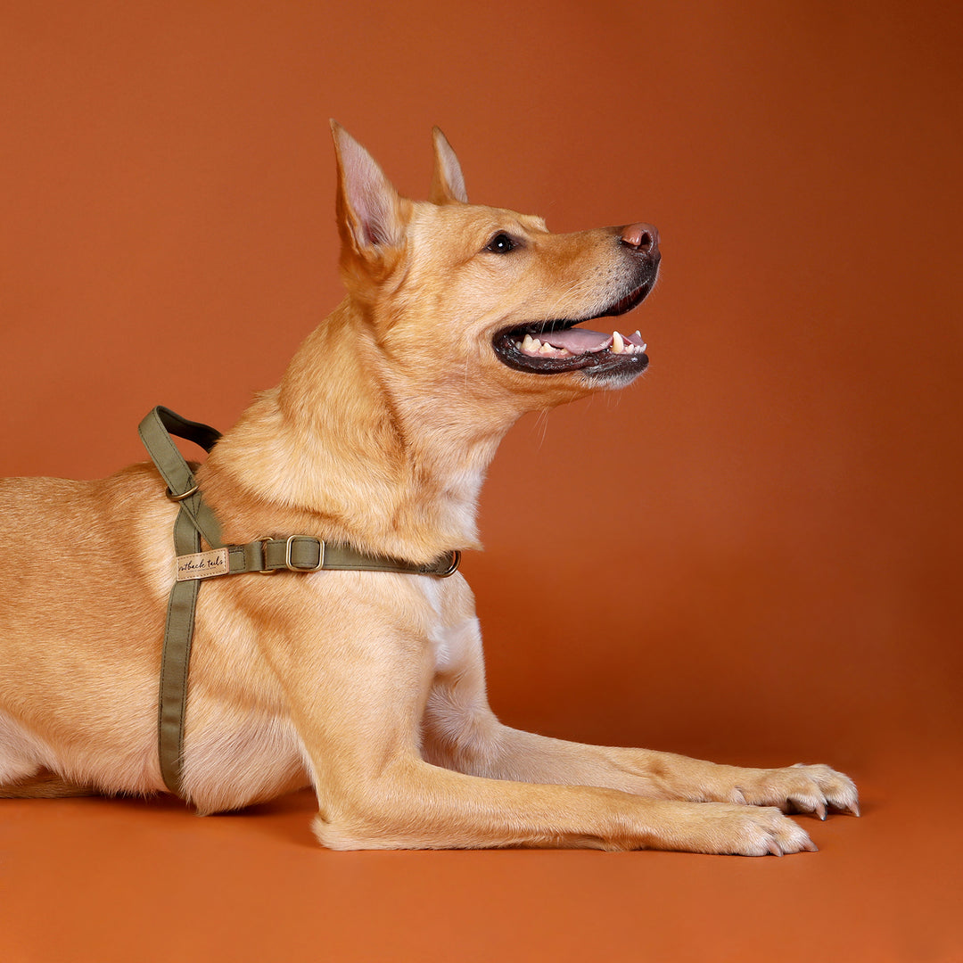 Waxed Canvas Dog Harness - Green
