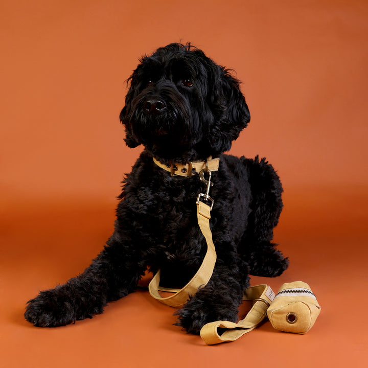 Waxed Canvas Dog Lead - Yellow