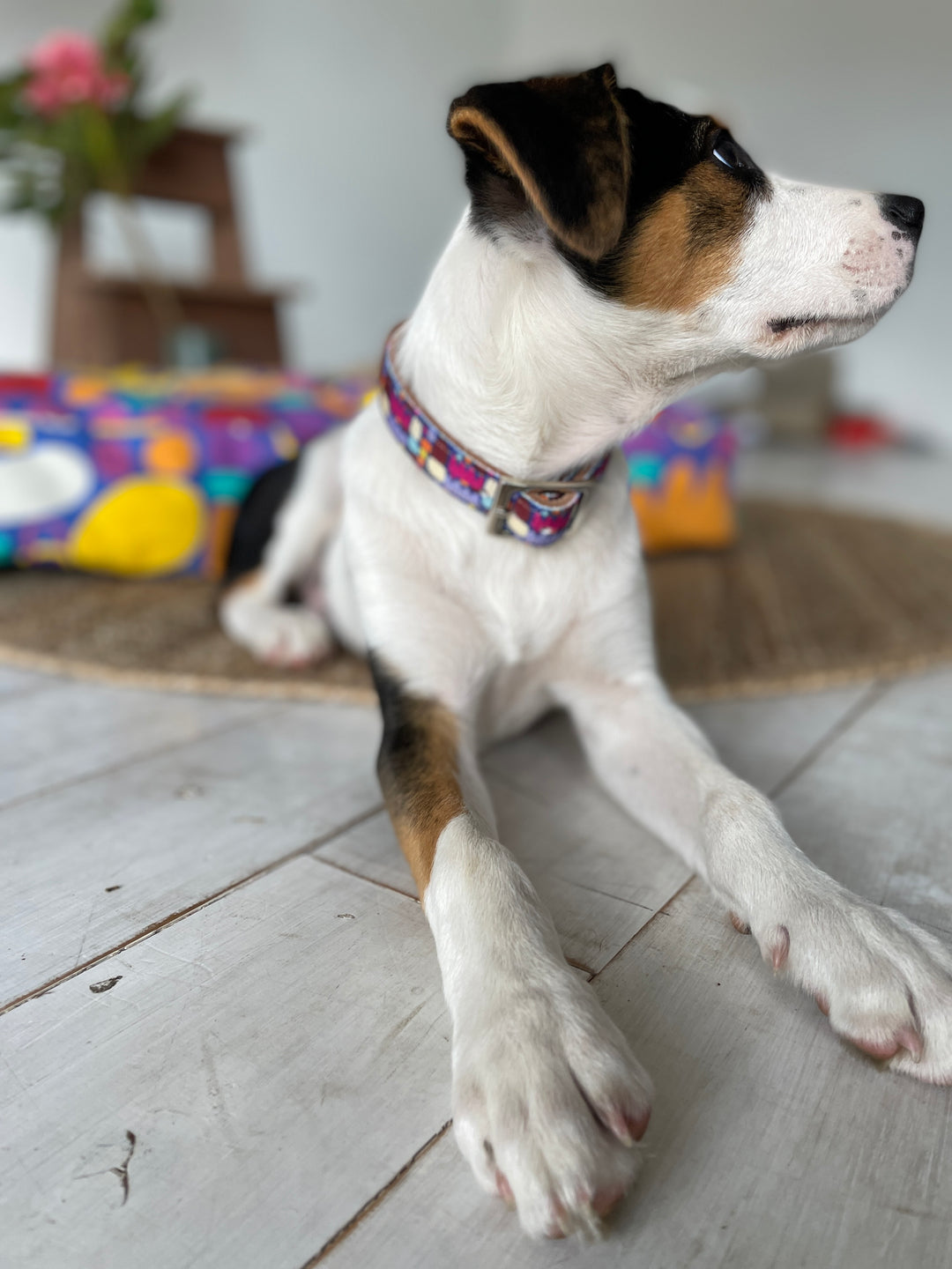 Leather Dog Collar - Puli Puli Colourful