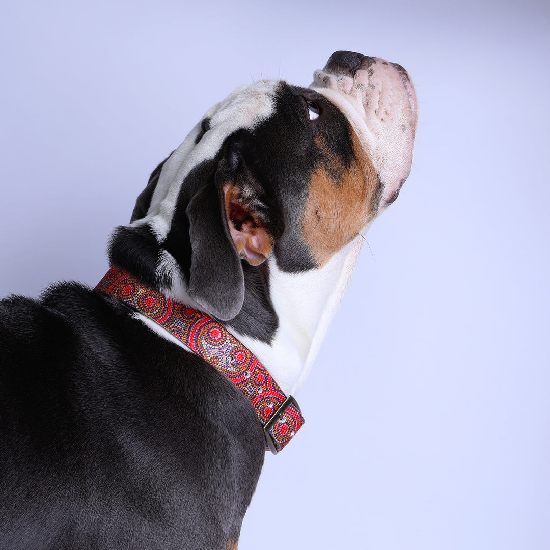 Leather Dog Collar - Snake Dreaming