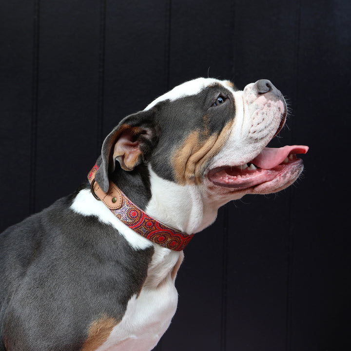 Leather Dog Collar - Snake Dreaming