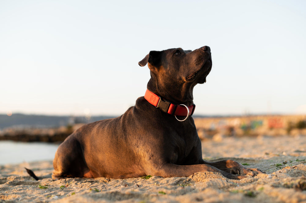 How to Choose the Best Dog Collars?