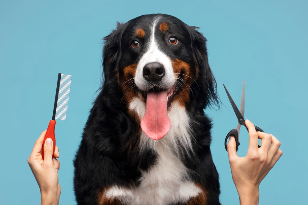 What Is Dog Grooming?