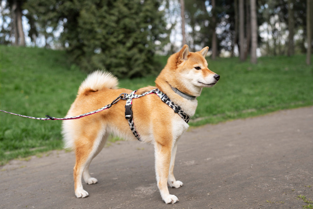 Is a Harness Better than a Collar for a Dog?