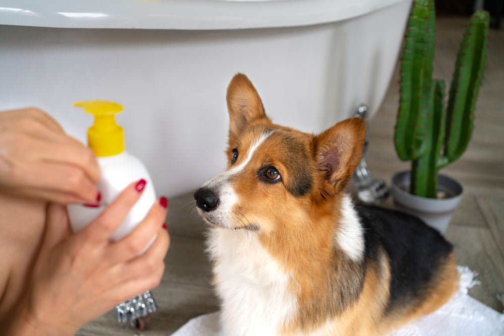 What Conditioner Is Safe for Dogs?