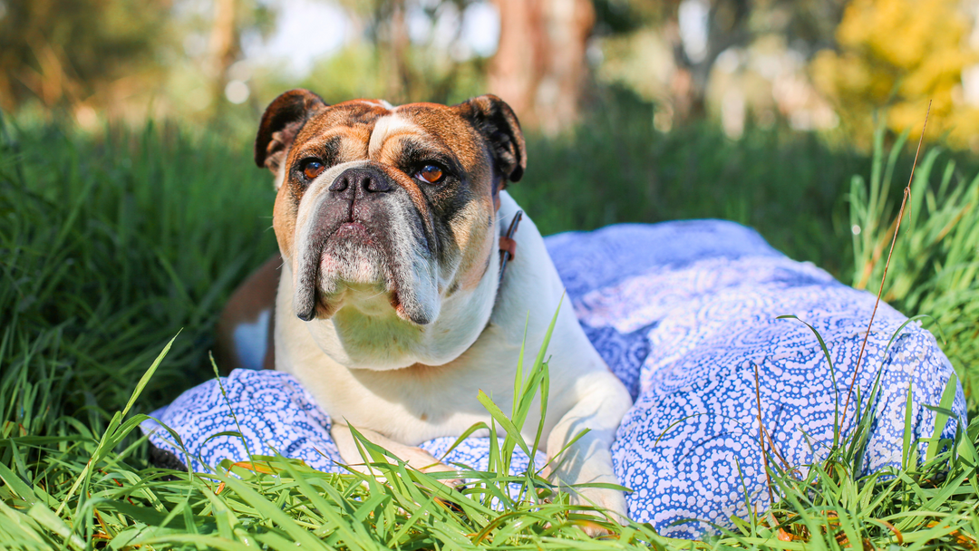 Why Their Bed Matters