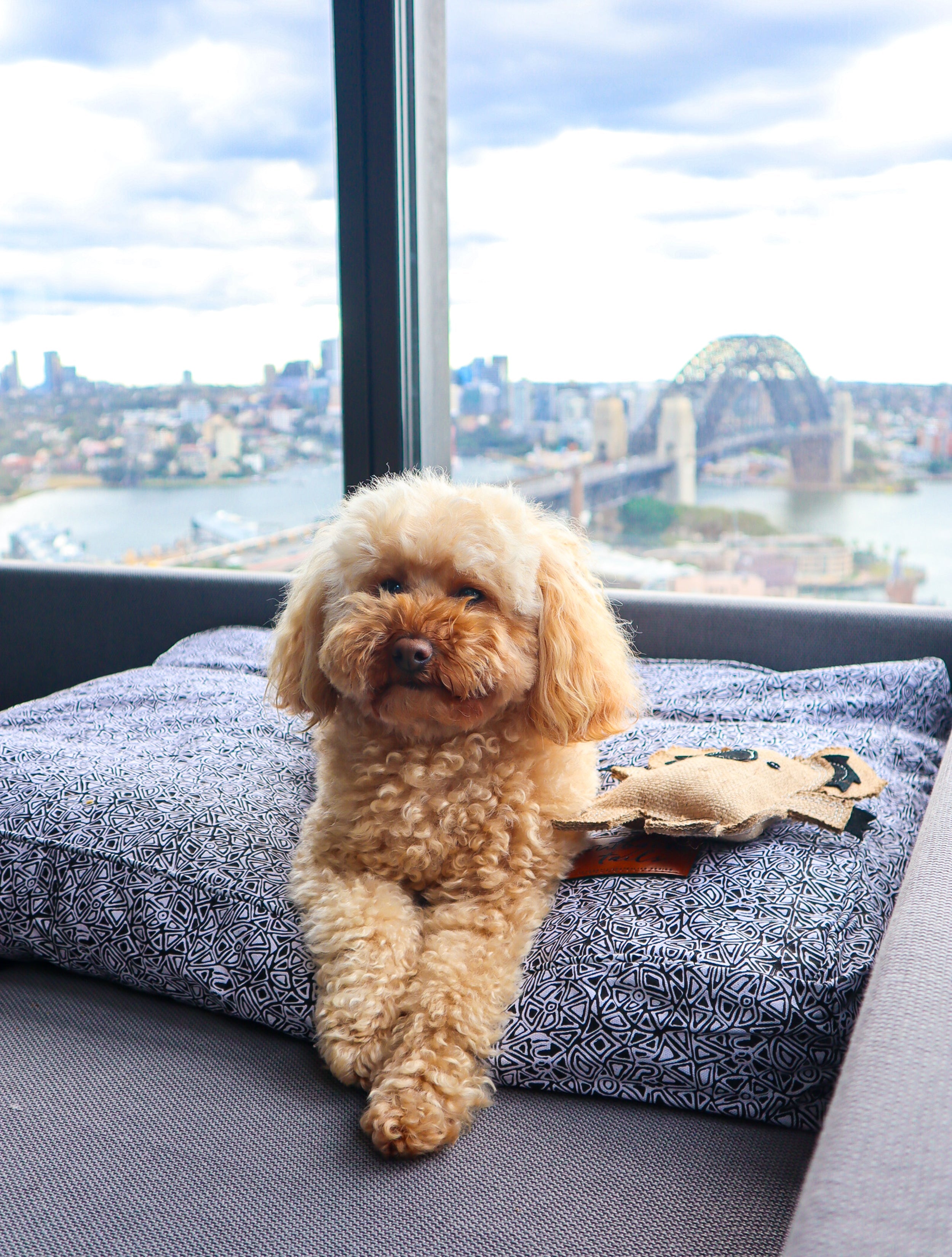 Top Weekend Getaways To Enjoy With Your Dog – Outback Tails