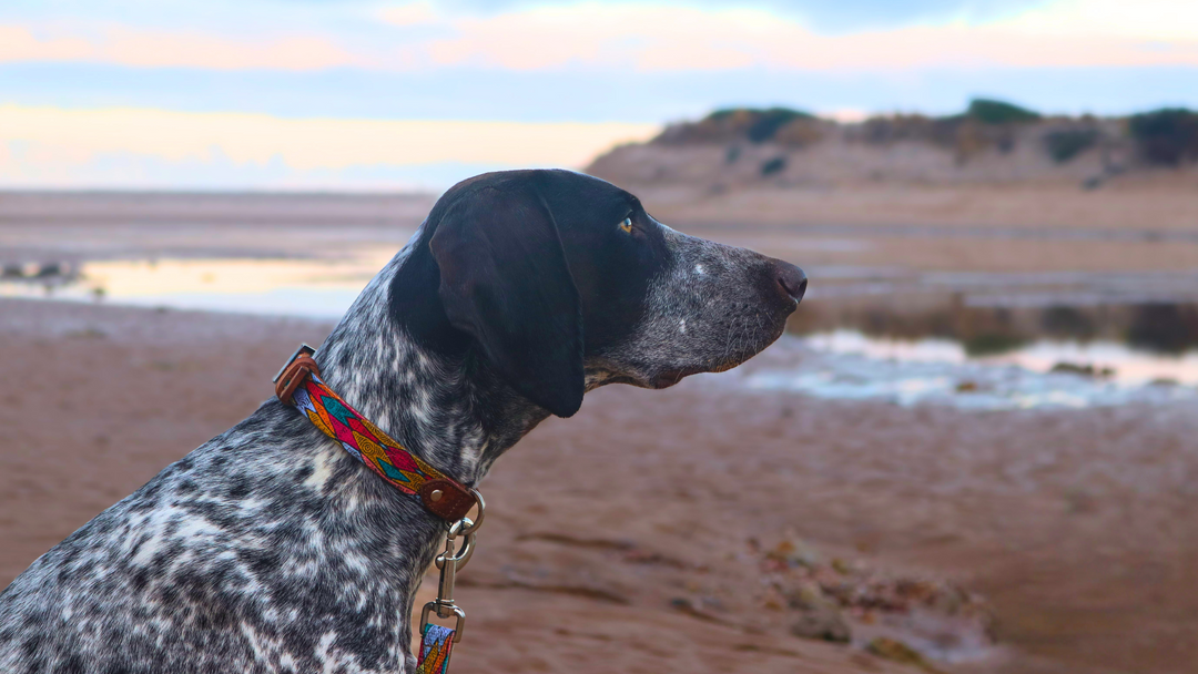 How to Choose the Right Dog Collar
