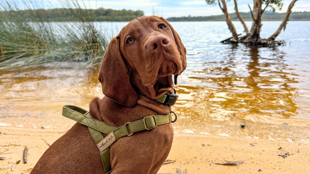 Collar vs Harness Explained