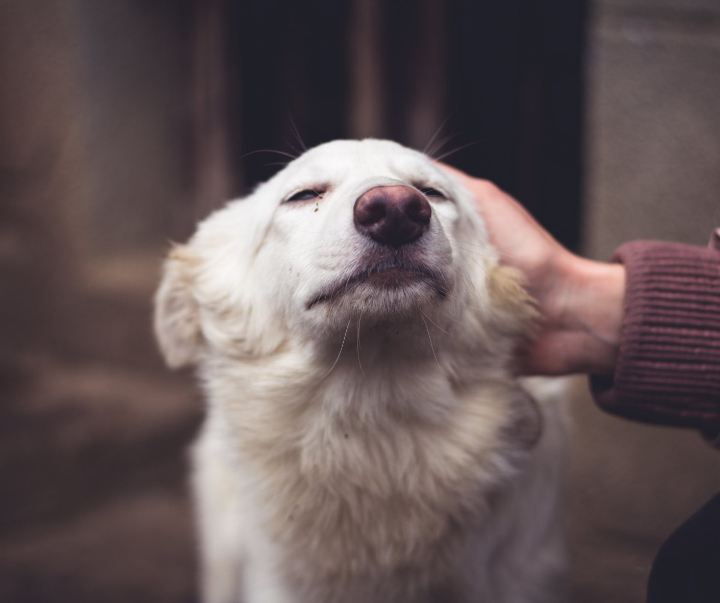 The essential guide to finding a rescue dog – Outback Tails
