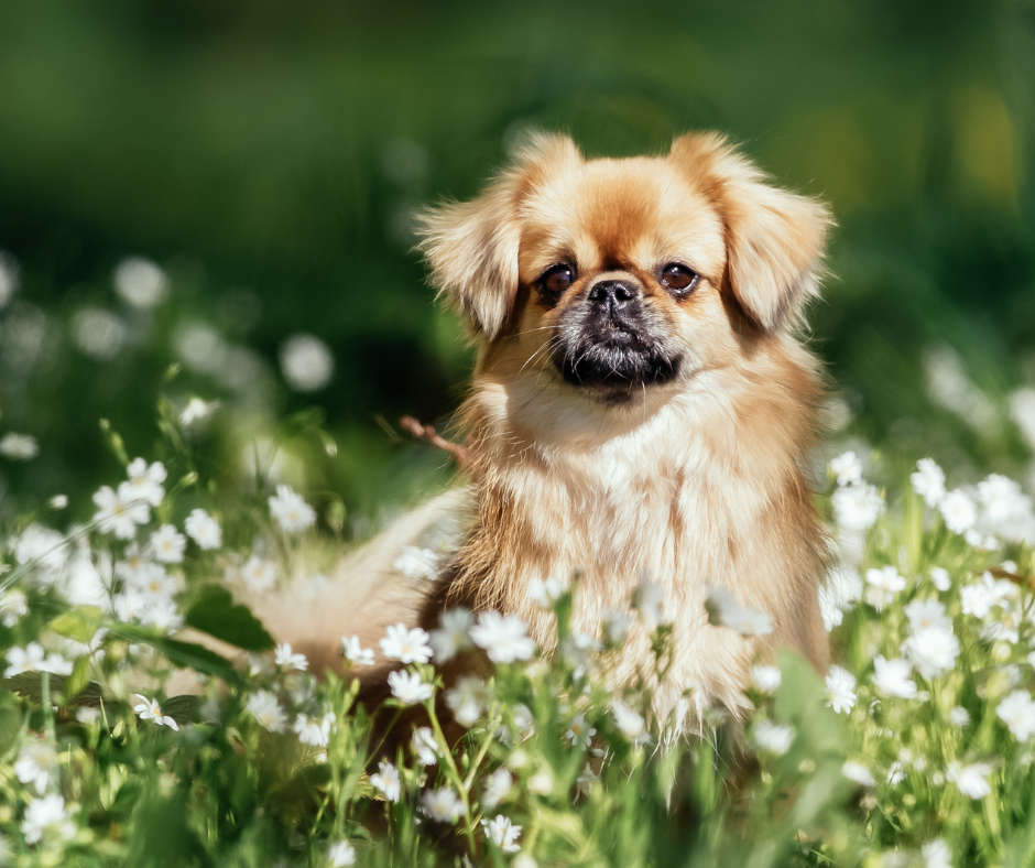 3 ways to live a less toxic life with your pet – Outback Tails