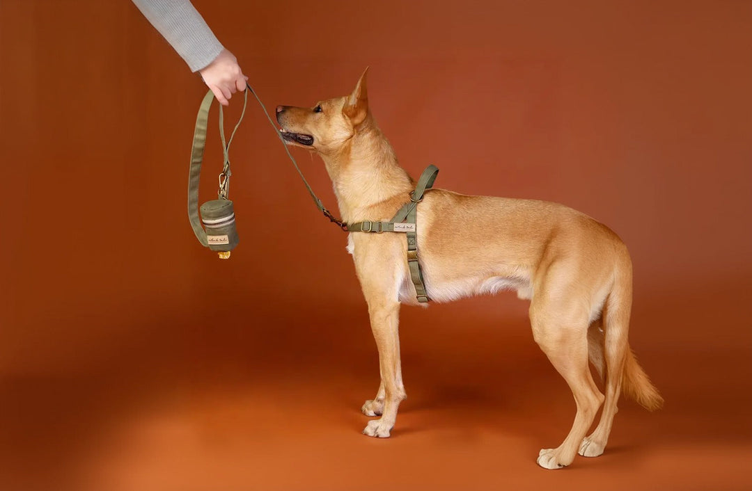 How to Wash a Dog Leash: A Practical Guide for Aussie Dog Owners