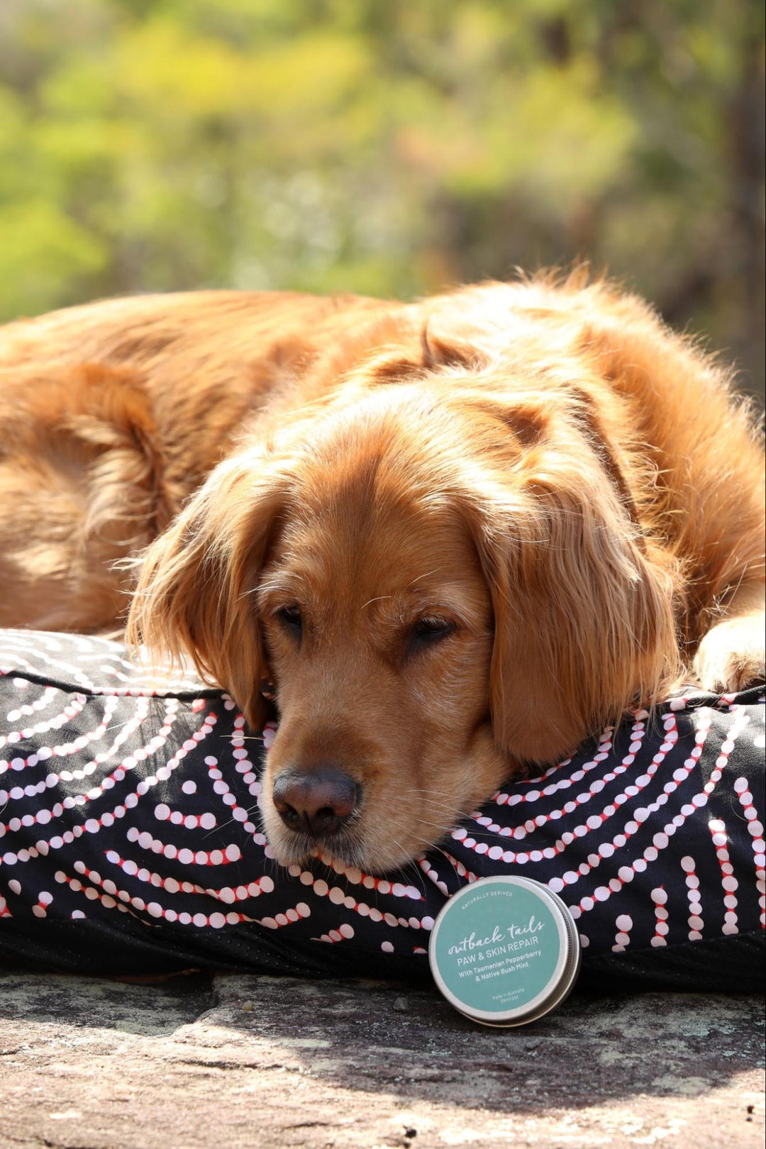 How to Protect Your Dog's Paws in Winter?