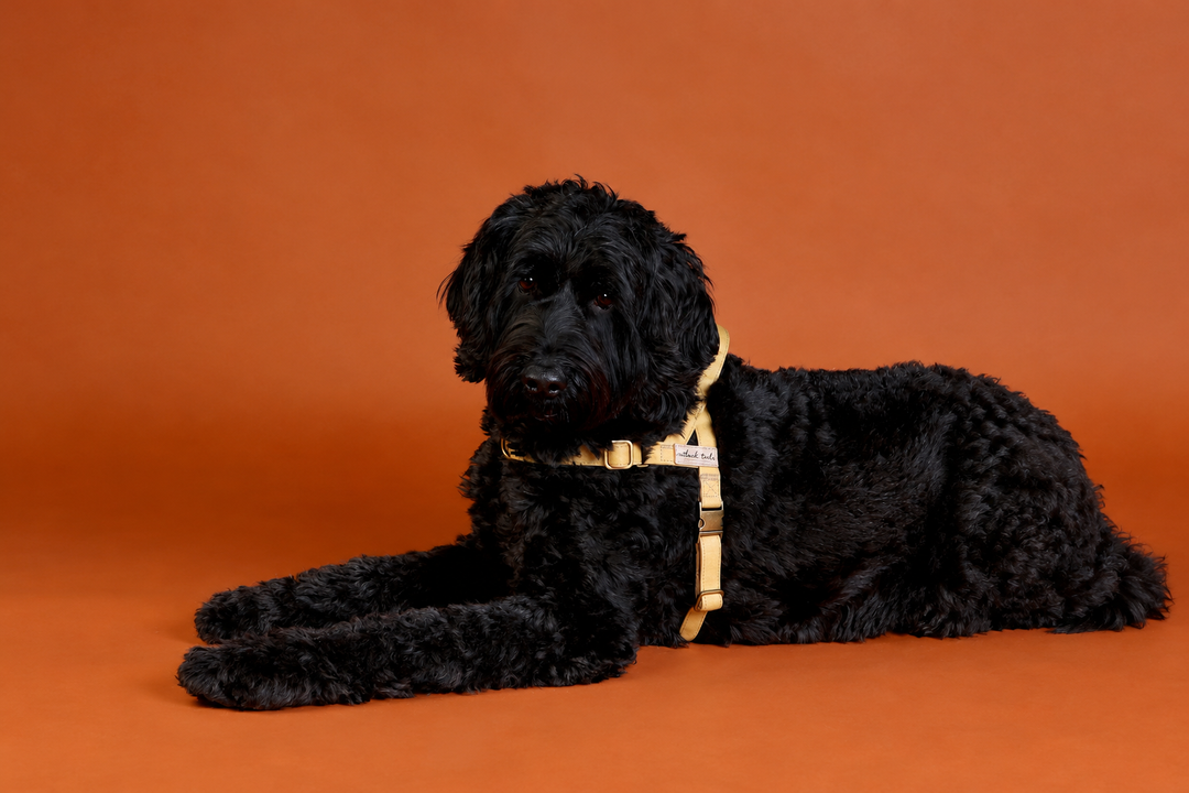 Choosing the Perfect Dog Harness: Indigenous Canvas vs. Waxed Canvas