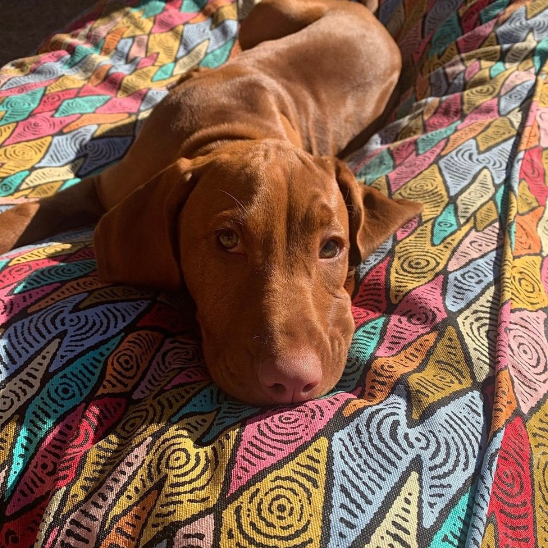Rectangular Dog Bed - Sand Dunes (recycled poly stuffing)