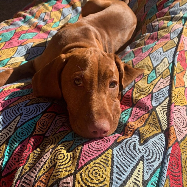 Rectangular Dog Bed - Sand Dunes (recycled poly stuffing)