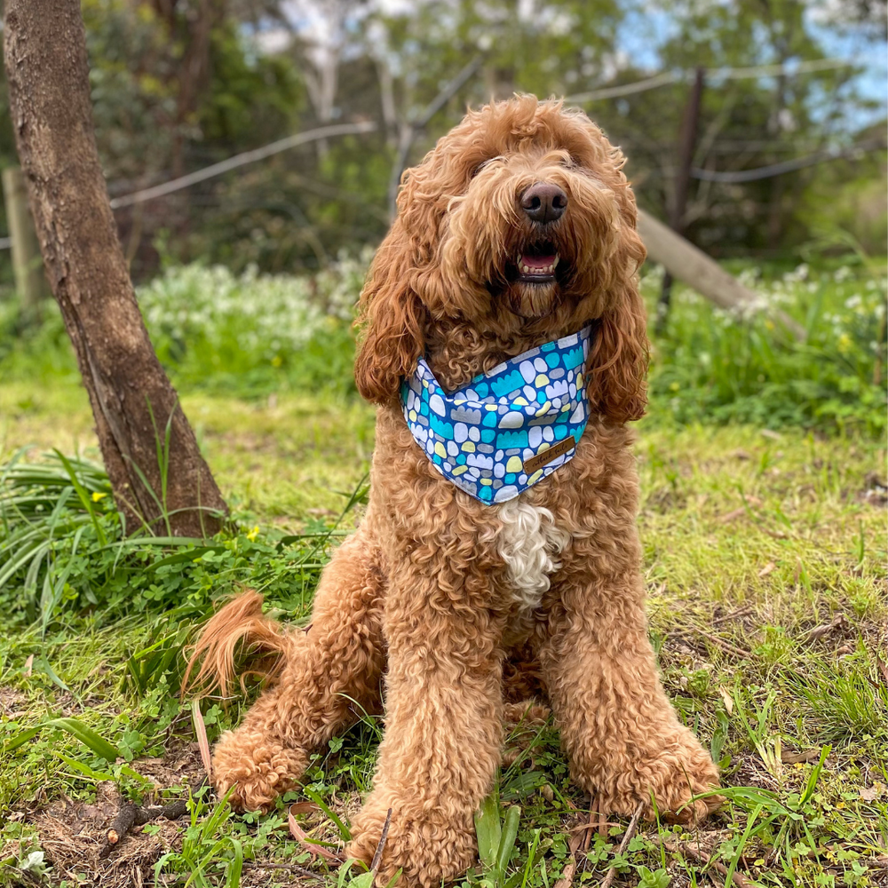 Dog Bandana - Puli Puli (Blue)