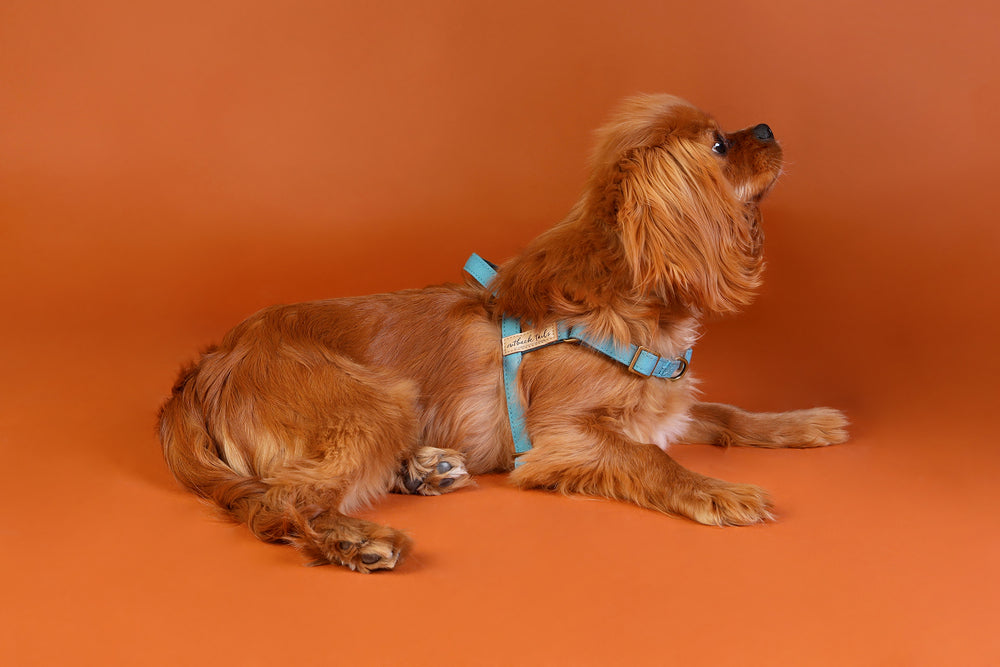 Waxed Canvas Dog Harness - Blue