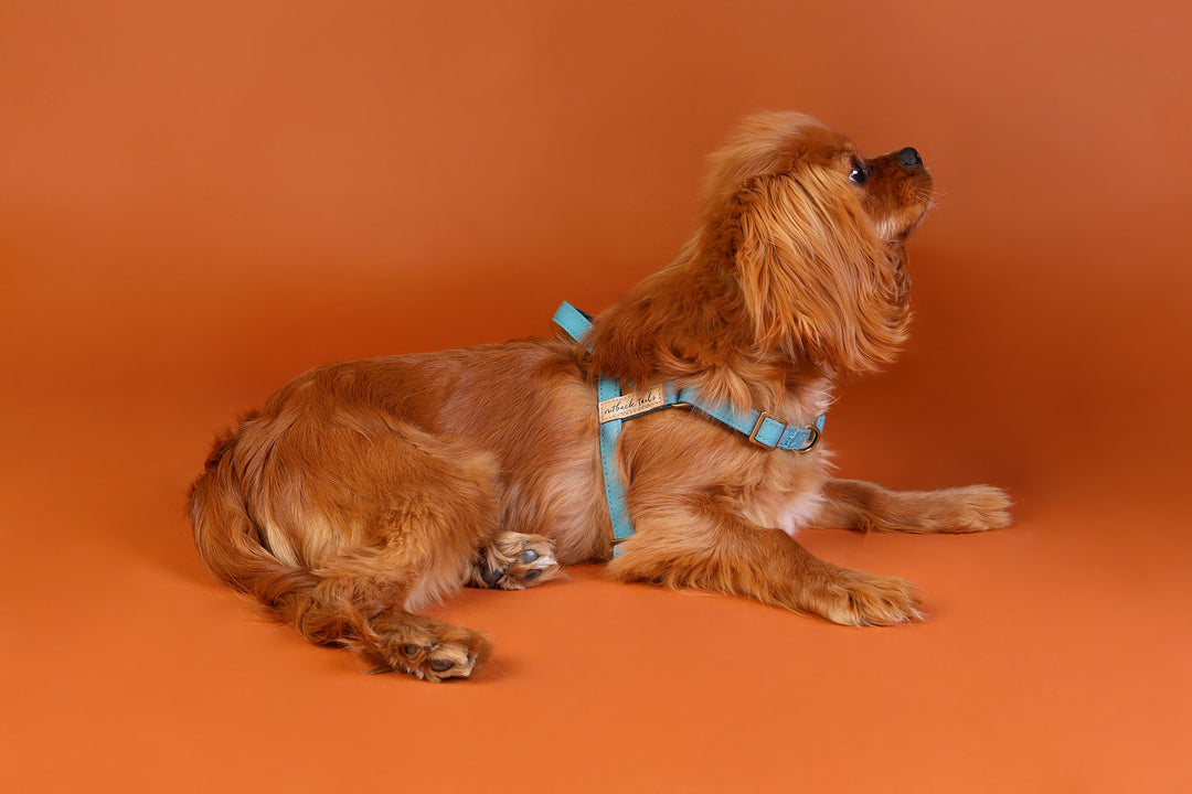 Waxed Canvas Dog Harness - Blue