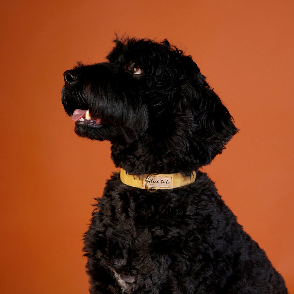 Waxed Canvas Dog Collar - Yellow