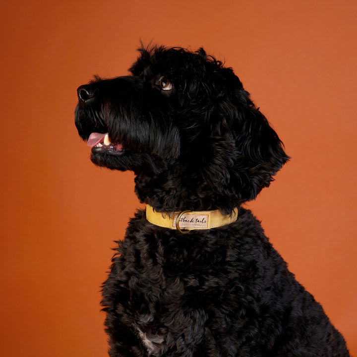Waxed Canvas Dog Collar - Yellow