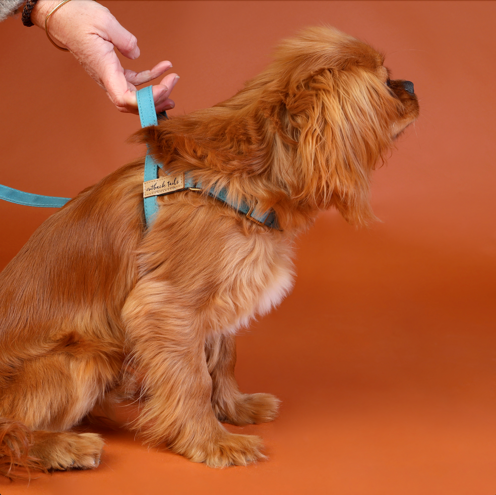 Waxed Canvas Dog Harness - Blue