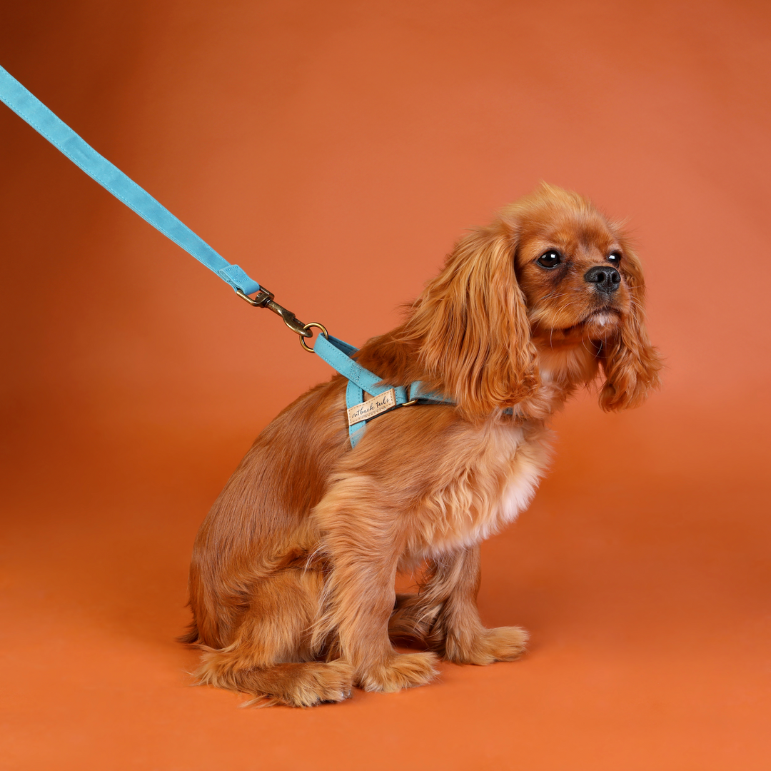 Waxed Canvas Dog Harness - Blue
