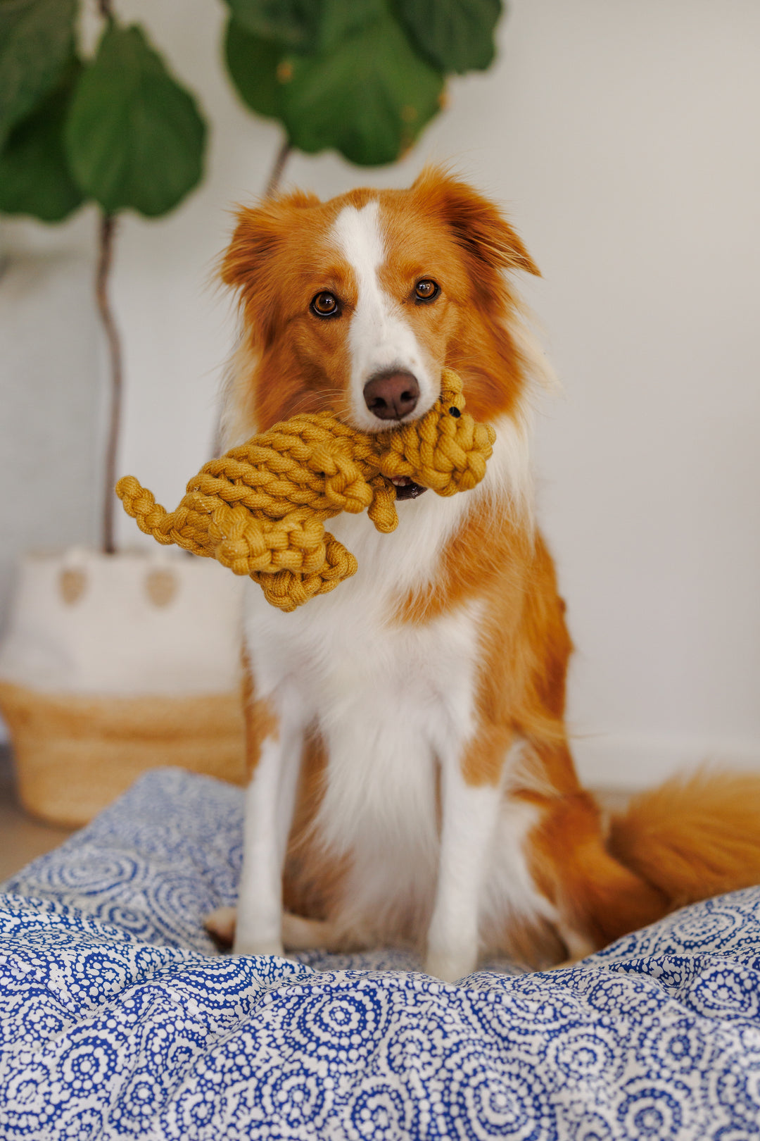 Outback Animal Toy - Kezza The Kangaroo