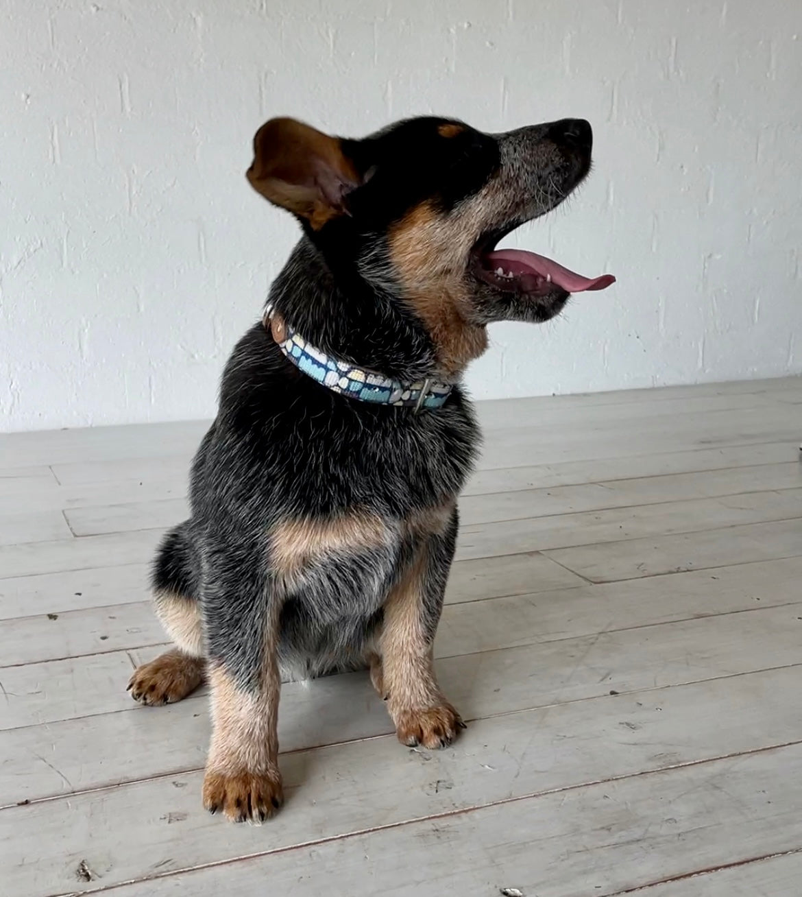 Leather Dog Collar - Puli Puli Blue