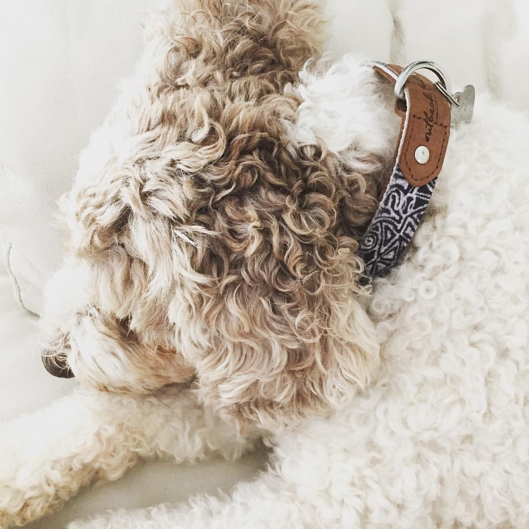 Leather Dog Collar - Mina Mina