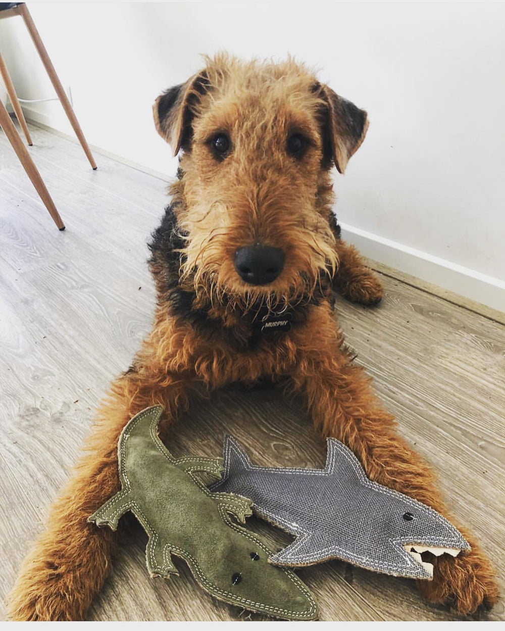 Outback Animal Toy - Shazza the Great White Shark