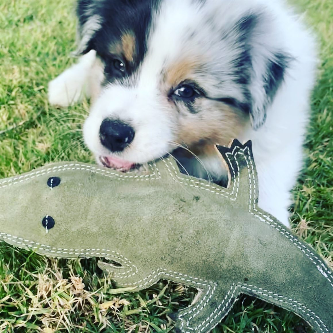 Outback Animal Toy - Steve the Crocodile