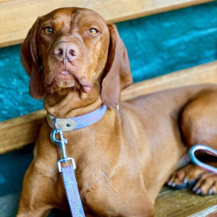 Leather Dog Collar - Vaughan Springs