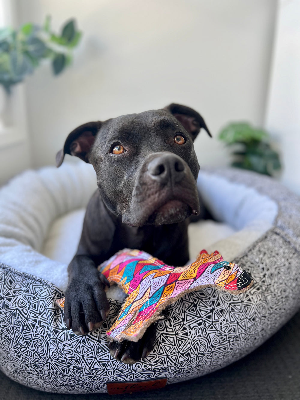 Desert Dog Chew Toy - Ben