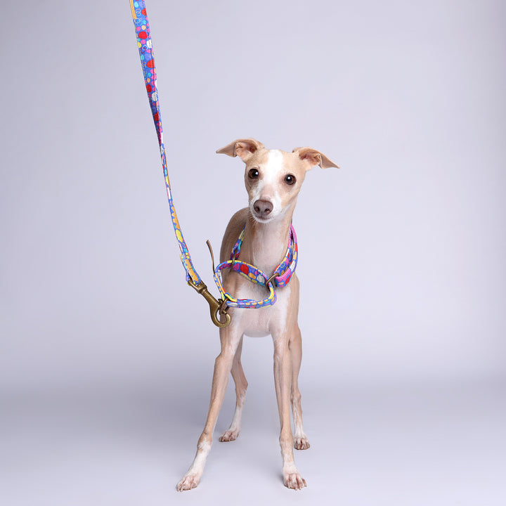 Martingale Collar - Puli Puli (Colourful)