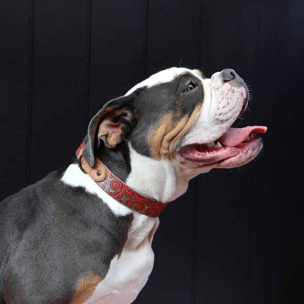 Leather Dog Collar - Snake Dreaming