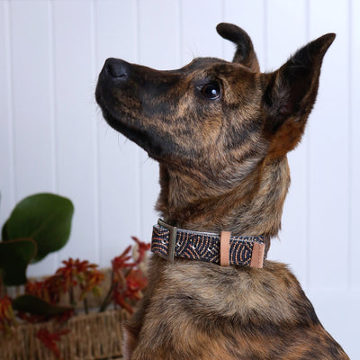 Leather Dog Collar - Fire Country Dreaming