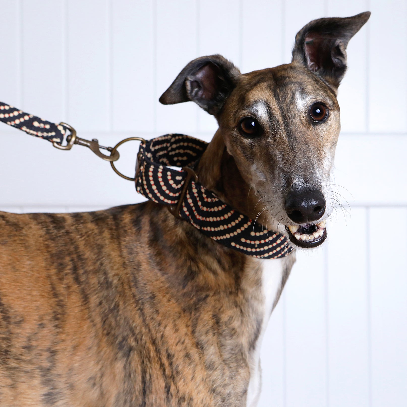 Martingale Collar Ngama Outback Tails